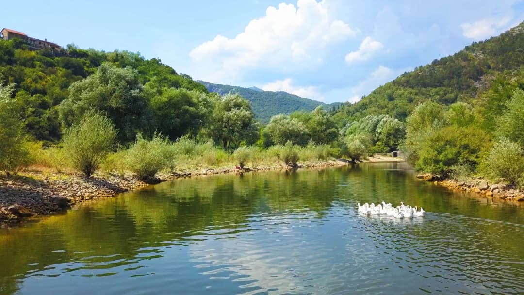 White geese on calm river water with a small bridge in the distance near Rijeka Crnojevića