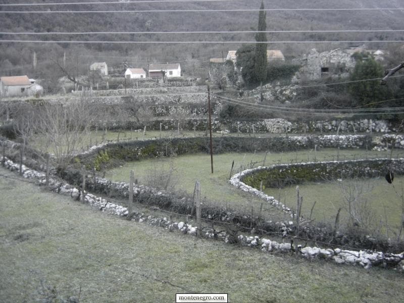 Tradicionalna crnogorska vina