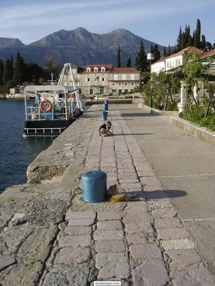 Rose waterfront promenade with a passenger boat moored alongside