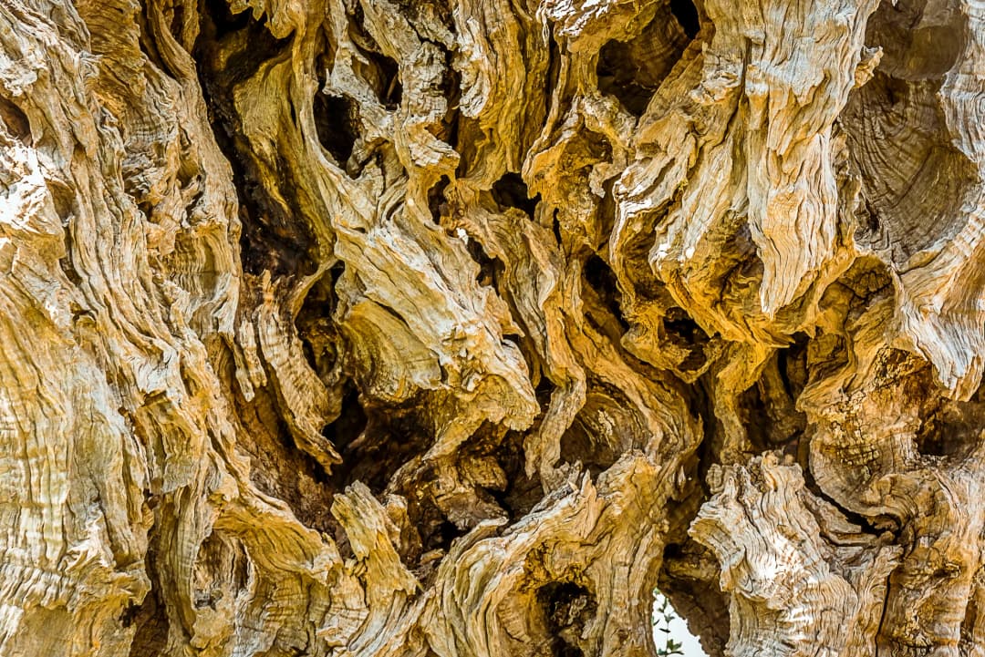 Gnarled, contorted bark of the ancient Stara Maslina olive trunk in close-up