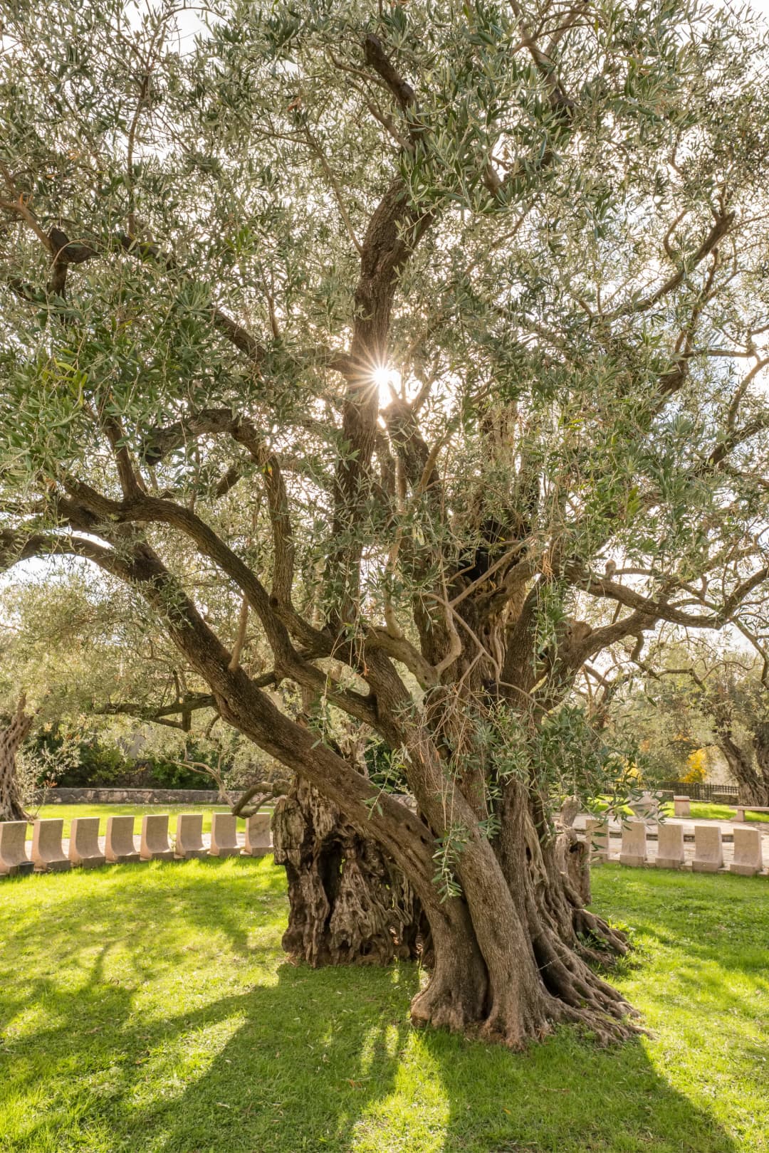 Sunlight breaking through the canopy of the ancient olive tree at Mirovica
