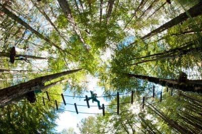 Rope bridges strung between the trees, seen from below