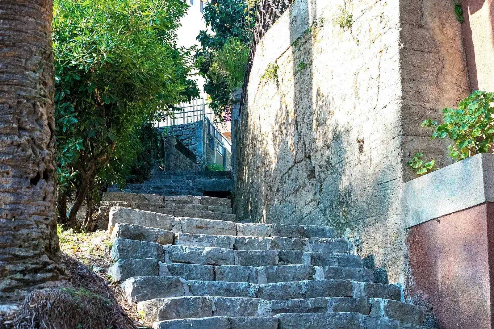 Escaleras de piedra subiendo entre muros pasado una palmera en Herceg Novi, la ciudad de escaleras