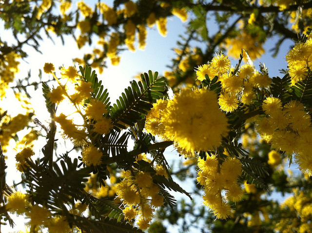 Žuti cvjetovi mimoze obasjani zimskim suncem s leđa