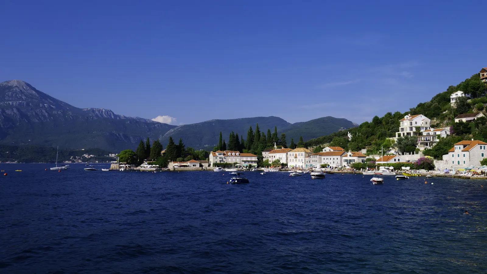 Rose, Montenegro