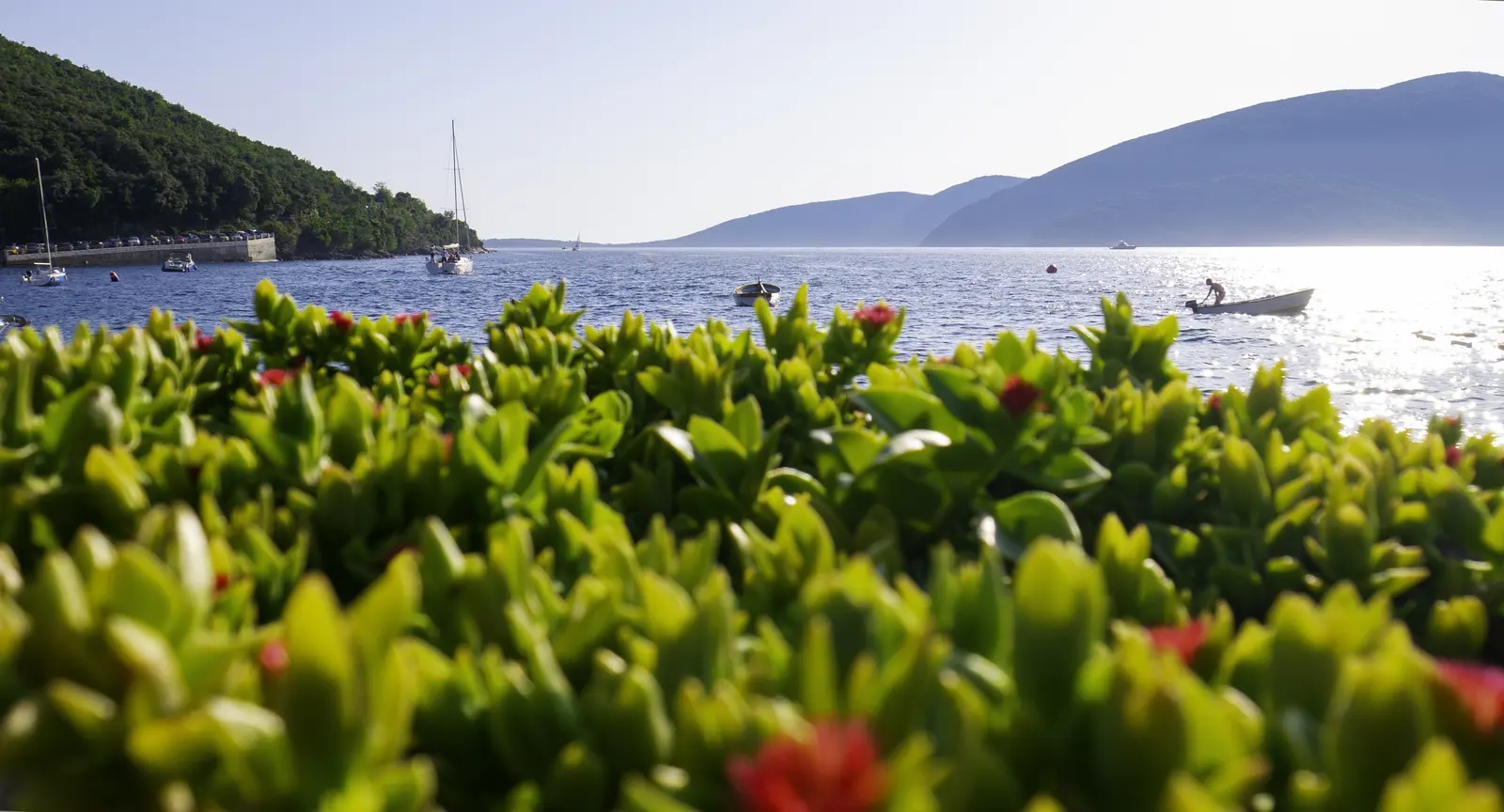 Rose, Montenegro
