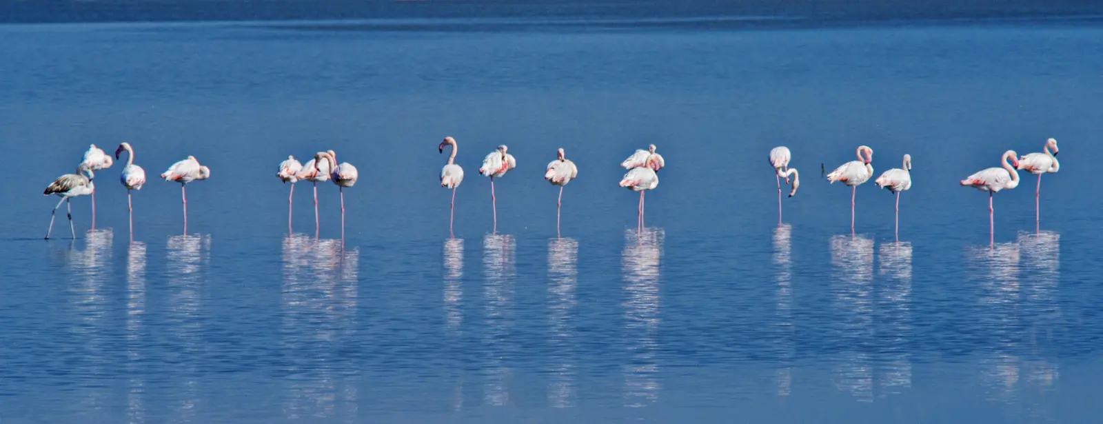 Flamingos Nature Montenegro