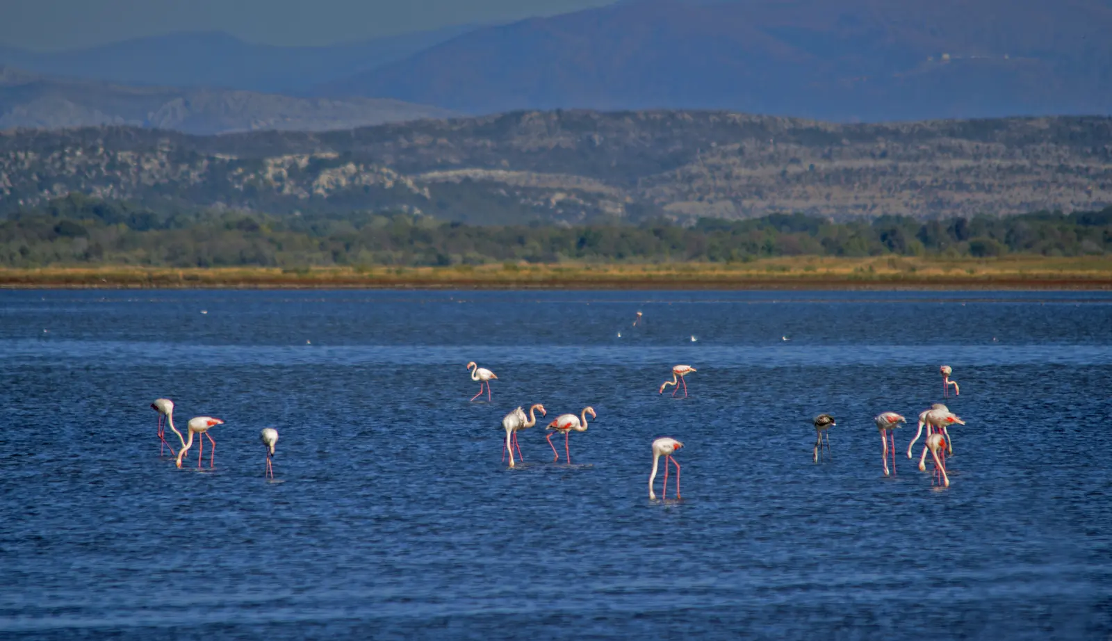 Ulcinj Saltworks Flamingos, Montenegro