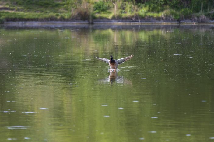 Photo 2 Plavsko Jezero i Ali-Pašini 